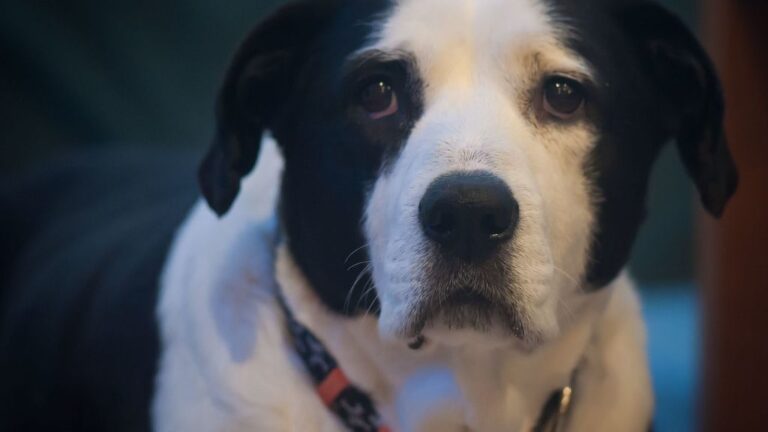 Chicago dog daycare owner charged with animal torture