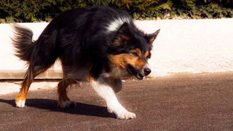 Tacoma Humane to change policies after deadly dog attack at marathon