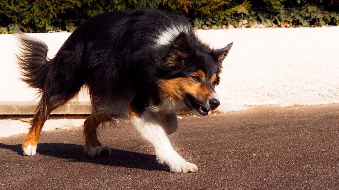 Tacoma Humane to change policies after deadly dog attack at marathon