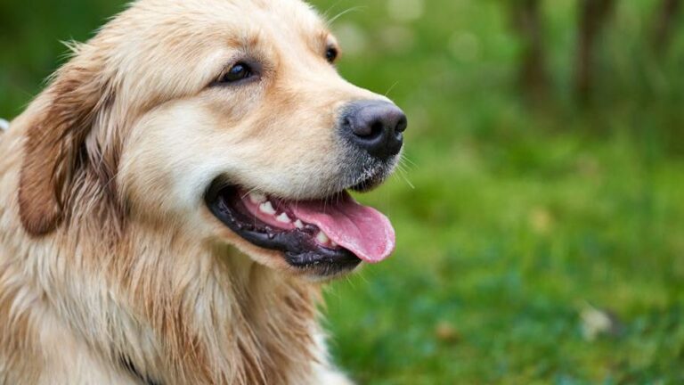 America’s favorite four-legged friends: Top 5 dog breeds winning hearts across the U.S.