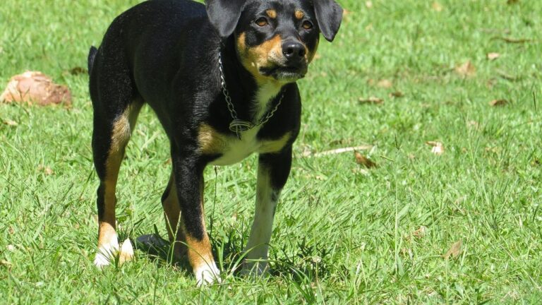 5-month-old killed in dog attack in Anderson