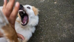 2 kids attacked by dog in Philadelphia