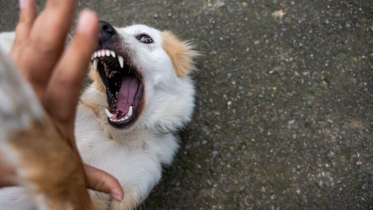 2 kids attacked by dog in Philadelphia
