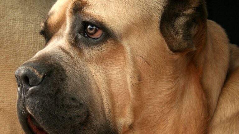 2 children taken to hospital after dog attack in Kensington