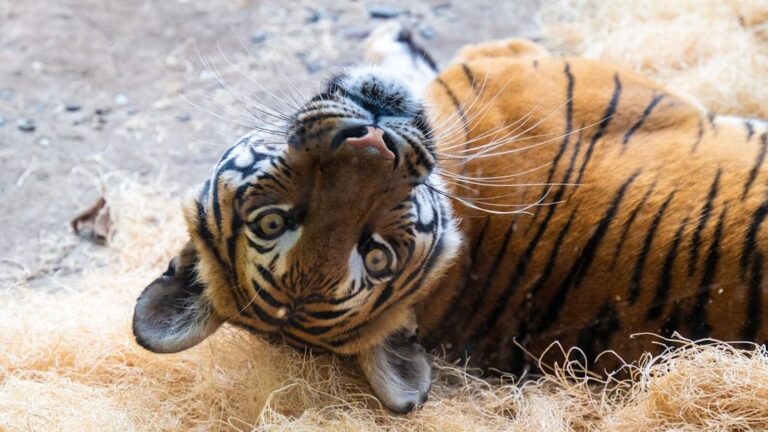 Tiny Tiger Cub Defies the Odds to Become a Majestic Pouncing Predator