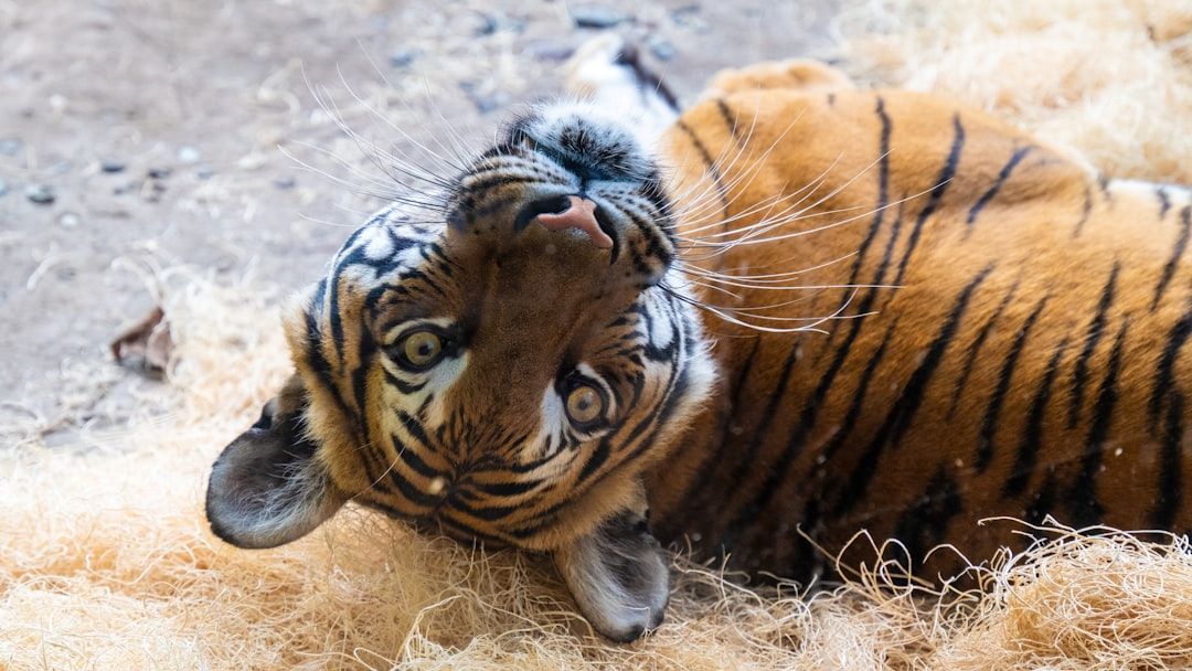 Tiny Tiger Cub Defies the Odds to Become a Majestic Pouncing Predator