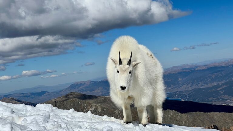 What Wild Animal You Are Based on Your Zodiac Sign