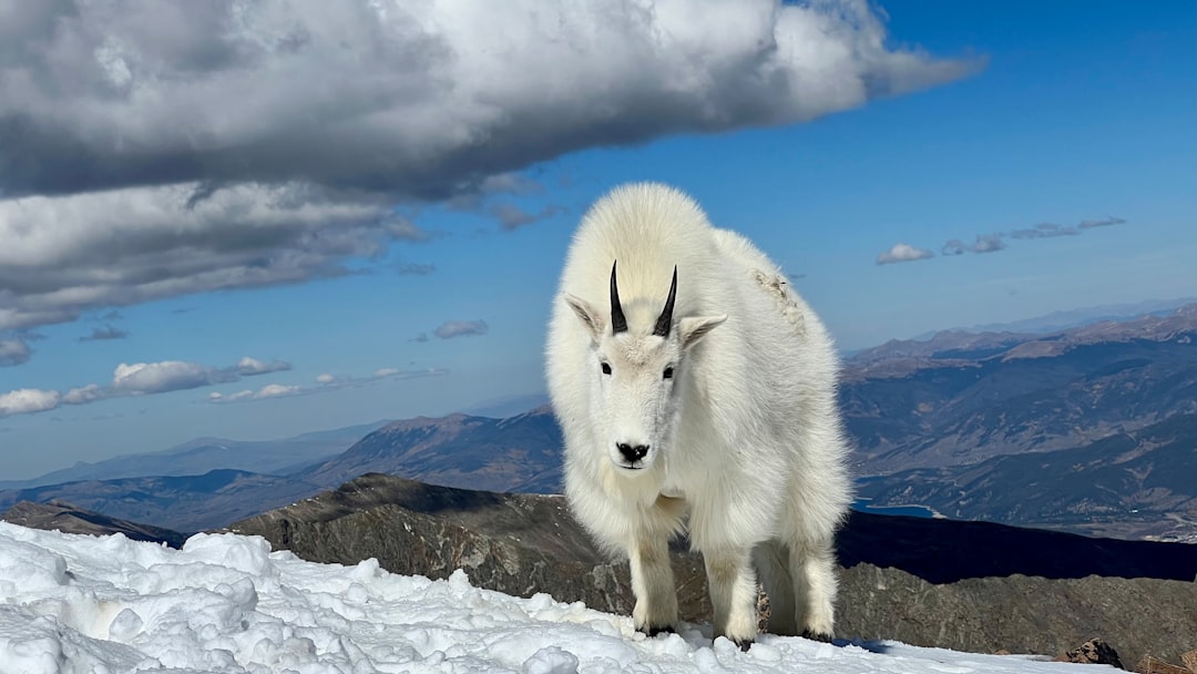 What Wild Animal You Are Based on Your Zodiac Sign