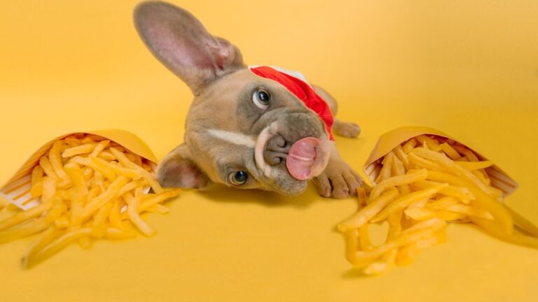 12 Common Causes of Behavioral Changes in Dogs