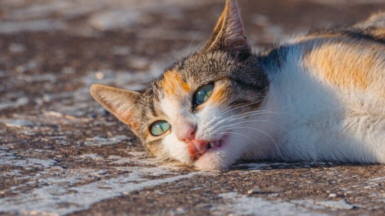 What Your Cat's Final Days Look Like Before Saying Goodbye