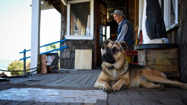 13 Silent Behaviors That Mean Your Dog Is Holding On for You