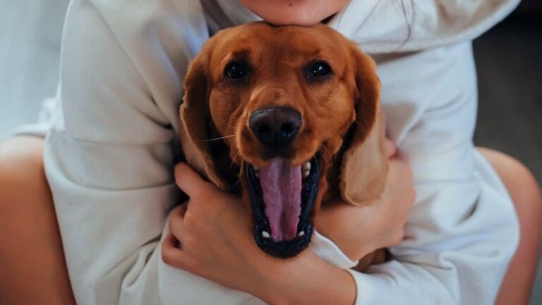 What Your Dog's Sleeping Position Reveals About How Safe They Feel With You Every Day
