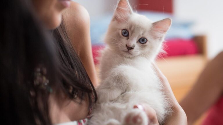 Which Cat Breed Matches Your Personality Based on Your Zodiac Sign