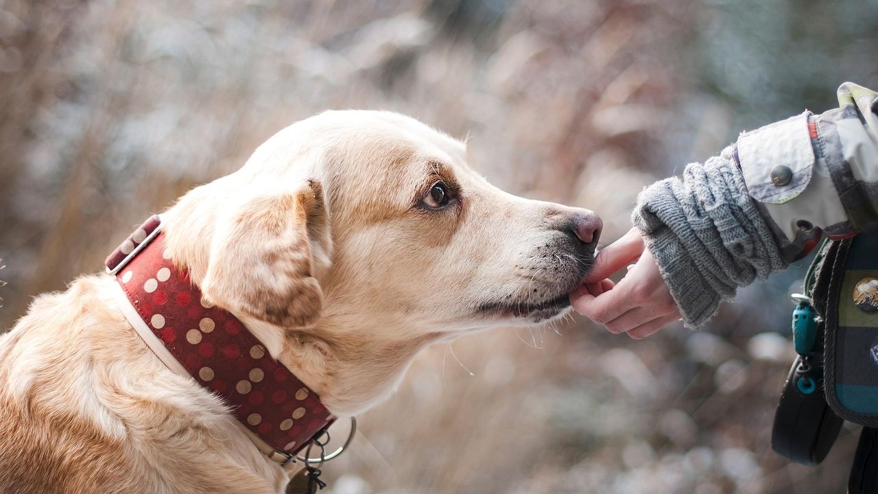 Veterinarian Reveals the One Thing Dying Dogs Try to Tell Their Owners