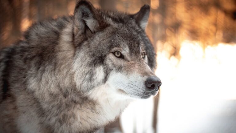 Gray Wolf Spotted in Sequoia National Park for the First Time in Over 100 Years