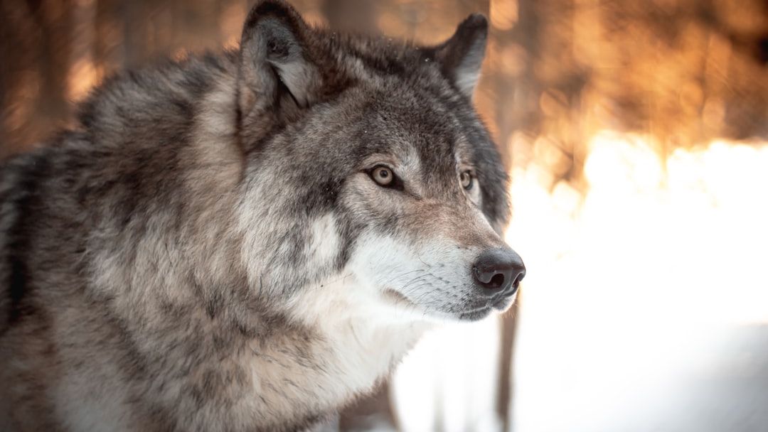 Gray Wolf Spotted in Sequoia National Park for the First Time in Over 100 Years
