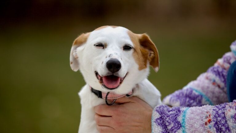 Rescue Dog Bursts With Joy During Emotional Adoption Moment