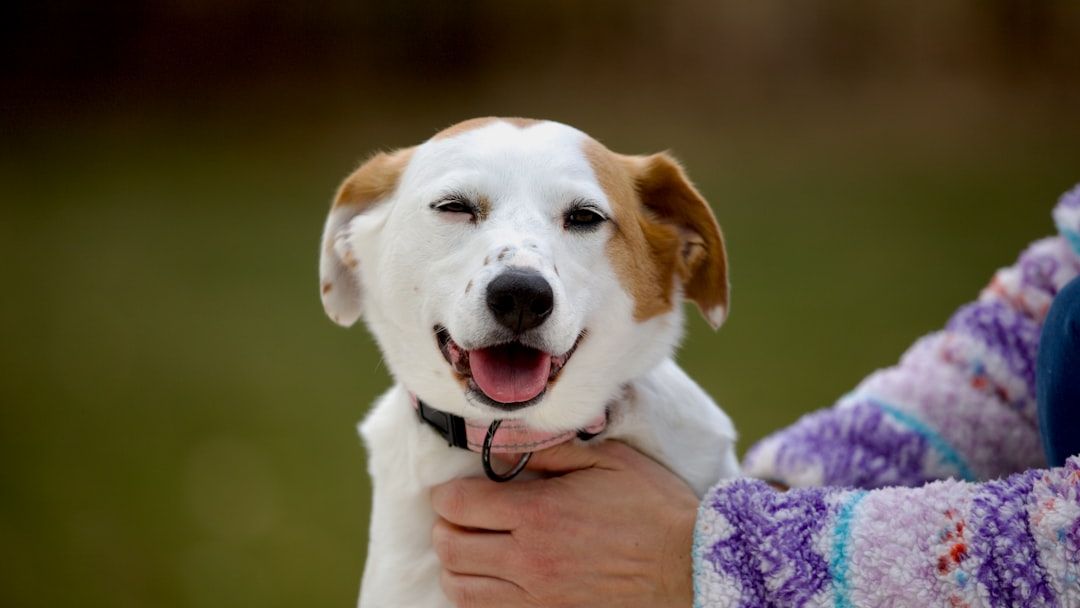Rescue Dog Bursts With Joy During Emotional Adoption Moment