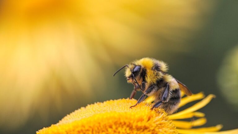 Bees found an unlikely new food source, and it could reshape how a destructive forest disease travels