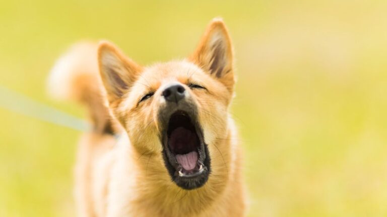 How to Stop Excessive Barking: What Actually Helped Me as a Pet Parent