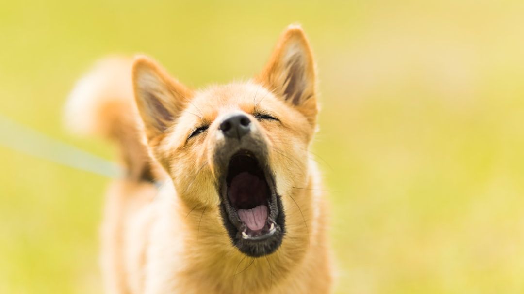 How to Stop Excessive Barking: What Actually Helped Me as a Pet Parent