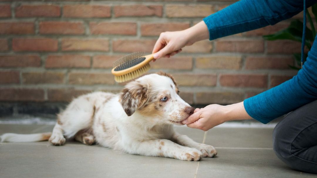 New Puppy Training Tips Every Beginner Should Know