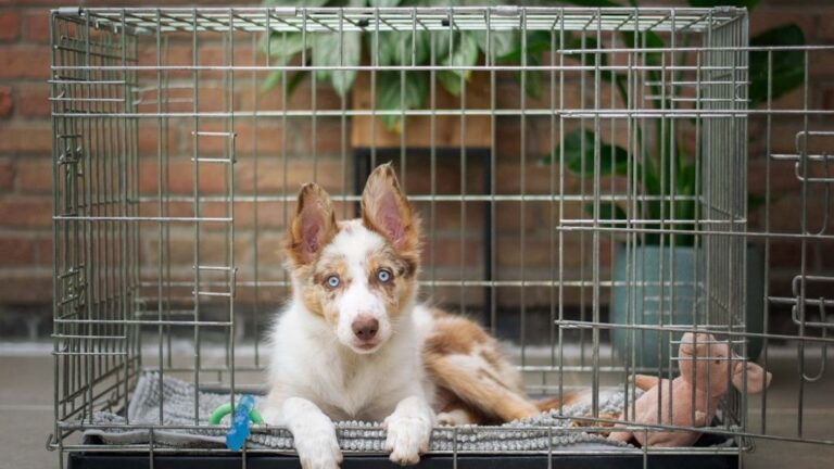 Crate Training Your Dog, Three Essential Tips