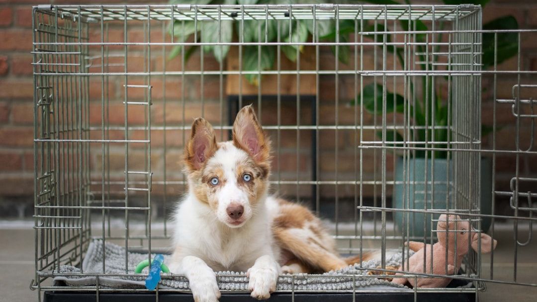 Crate Training Your Dog, Three Essential Tips