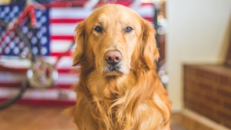 5 Dog-Friendly Ways to Spend Memorial Day Weekend