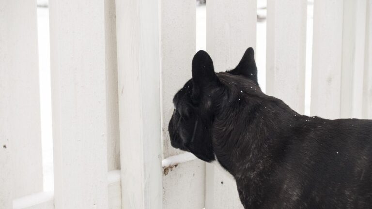 Can Dogs Eat Cucumbers? Benefits, feeding tips, and more