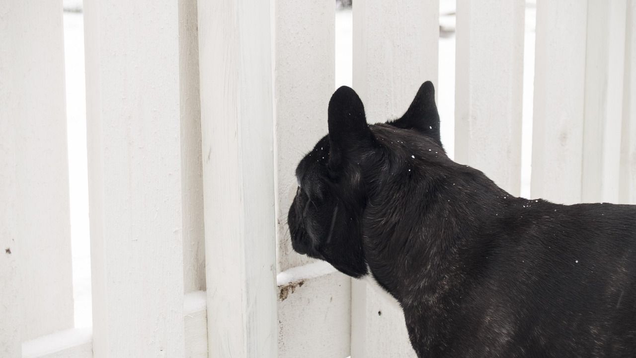 Can Dogs Eat Cucumbers? Benefits, feeding tips, and more
