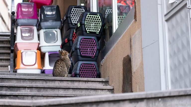 How to Travel With a Cat on a Plane