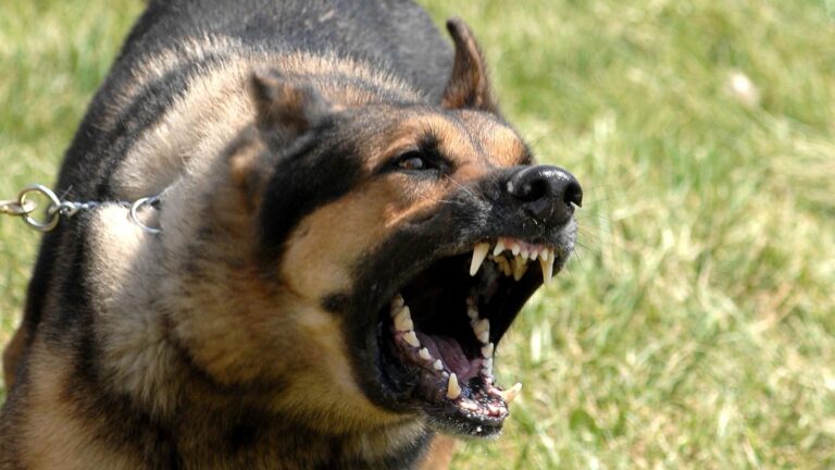 How to Stop a Dog from Barking at Strangers