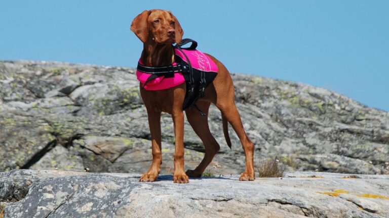 Dog Water Safety Tips at the Beach