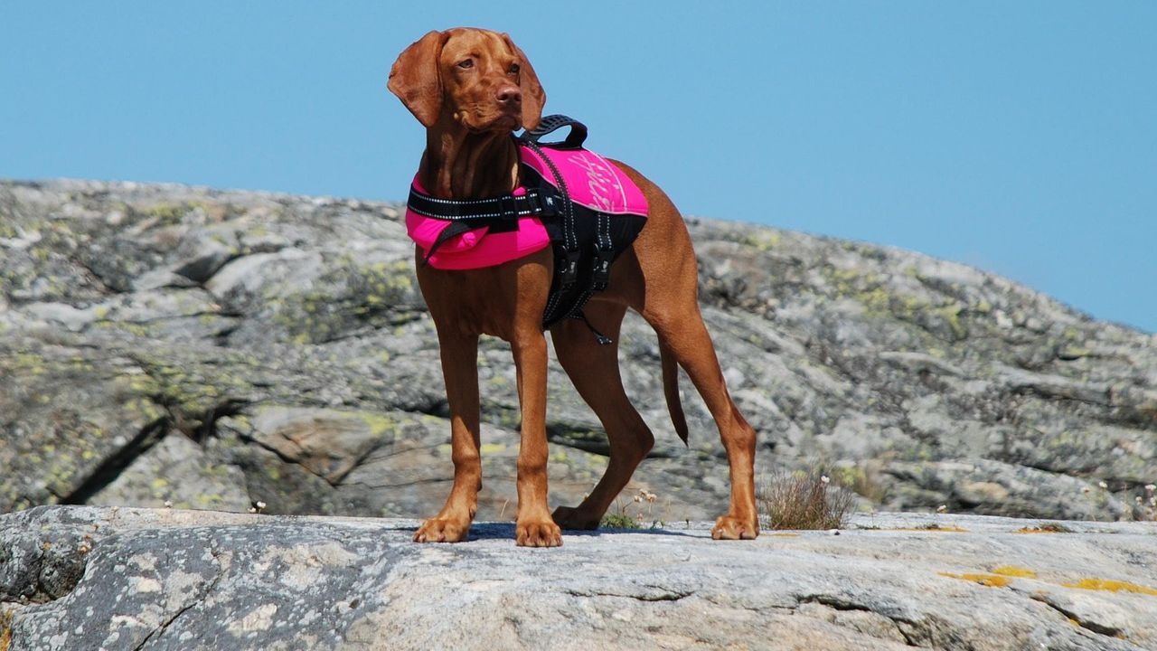 Dog Water Safety Tips at the Beach