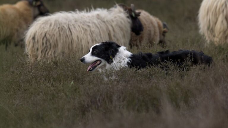 These Dog Abilities Sound Completely Fake — But They’re Absolutely True