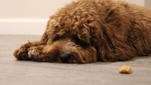 Signs Your Dog Has Food Poisoning: Symptoms & Care