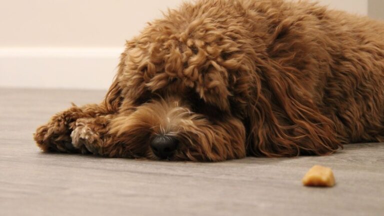 Signs Your Dog Has Food Poisoning: Symptoms & Care