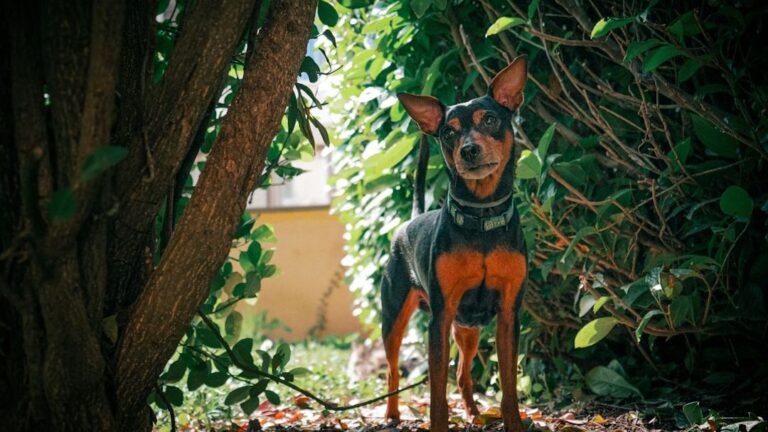 Dog Behavior Blog | Insights on Aggression, Anxiety & ...