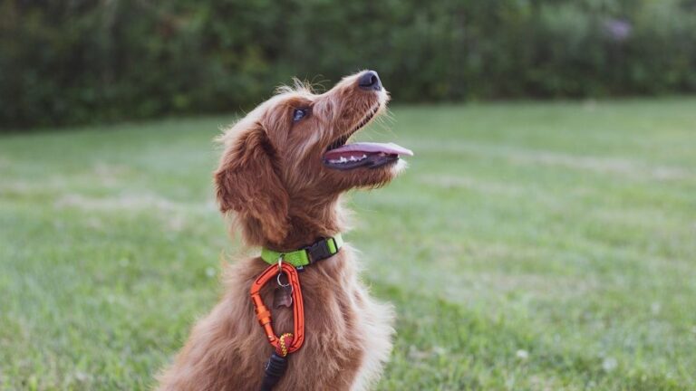 Dog training tips that actually work for real life