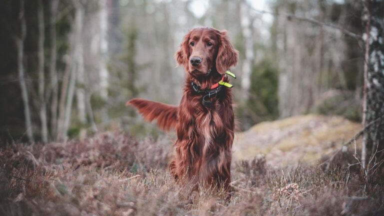 Simple and Effective Dog Training Essentials