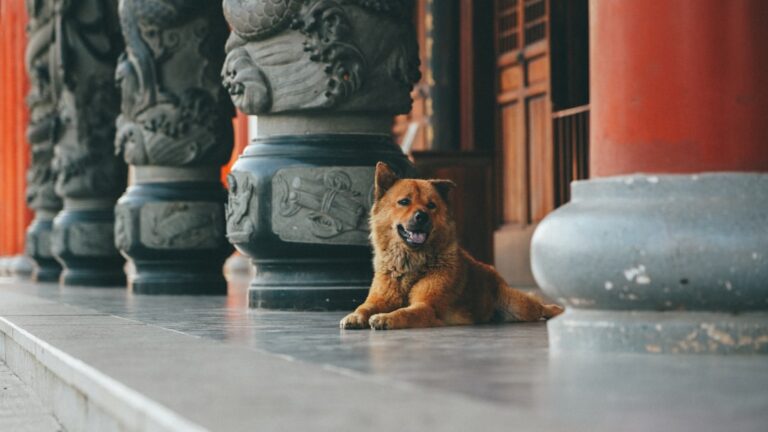Feng Shui And Your Dog: Ancient Wisdom For The Home, The Kennel And The Show Ring