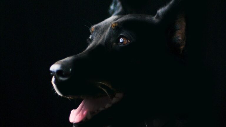 4 Dog Birth Months Associated With Divine Energy