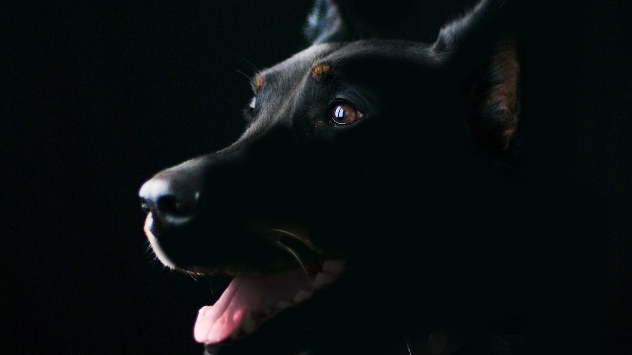 4 Dog Birth Months Associated With Divine Energy