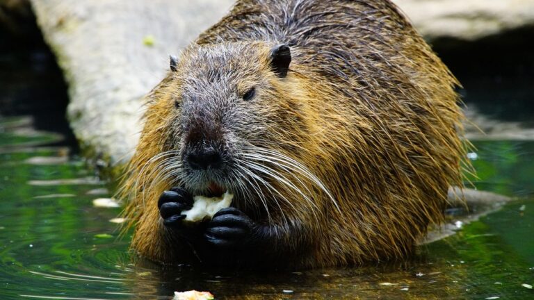 12 Amazing Facts About Beavers That Show How They Transform Entire Ecosystems