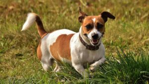 10 Stubborn Dog Breeds That Will Never Accept You As An Alpha