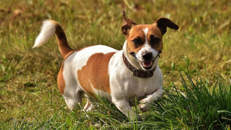 10 Stubborn Dog Breeds That Will Never Accept You As An Alpha
