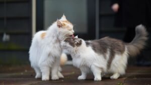 12 Behaviors That Prove Your Cat Chose You (Not the Other Way Around)
