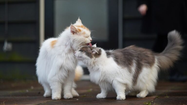 12 Behaviors That Prove Your Cat Chose You (Not the Other Way Around)