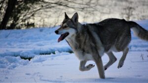 Which Type of Wolf Breed Are You According to Your Zodiac Sign